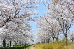 강릉 벚꽃 명소 총정리, 축제 일정부터 산책길까지 글 하나로 끝내기