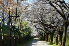 “서울 연세대엔 없는 반전 매력” 원주 연세대 미래캠퍼스 벚꽃이 ‘넘사벽’인 이유