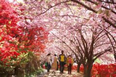 “매년 40만 명은 기본” 완산칠봉 꽃동산에 핀 겹벚꽃 전주 가볼 만한 곳 추천