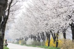 전라북도 가볼 만한 곳 추천 베스트 4 시동만 켜면 갈 수 있는 전북 벚꽃 여행 코스
