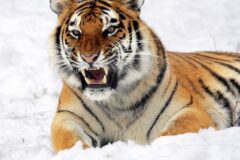 한국 전래동화에서 호랑이가 받는 취급