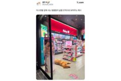 이스탄불 길에 사는 동물들의 삶을 단적으로 보여주는 예시.jpg