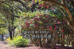힐링여행 제주 갈만한 곳 | 제주 한라수목원