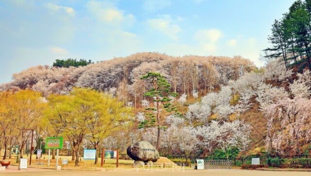 ‘다시, 고령의 봄’ …축제와 함께 떠나는 ‘고령 봄 여행 가이드’