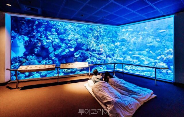 “상어 옆에서 잔다고?”…수족관에서 하룻밤 보내는 여행, 대만 핑둥 뜬다