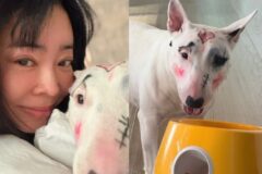 “이건 학대다 vs 과민 반응”…이혜영 반려견 화장 논란 핵심 정리