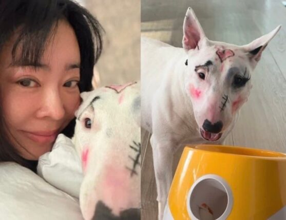 “이건 학대다 vs 과민 반응”…이혜영 반려견 화장 논란 핵심 정리