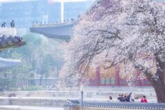 “아가씨의 수줍음” 살구꽃 명소, 개화시기, 꽃말, 정보 꿀팁