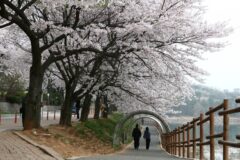 2026 군산 벚꽃 축제 일정, 남들 윤중로에서 사람 구경할 때 호숫가 벚꽃 즐깁니다