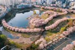 “5년을 기다린 분홍빛 재회” 광주 벚꽃 1번지 운천저수지의 화려한 귀환