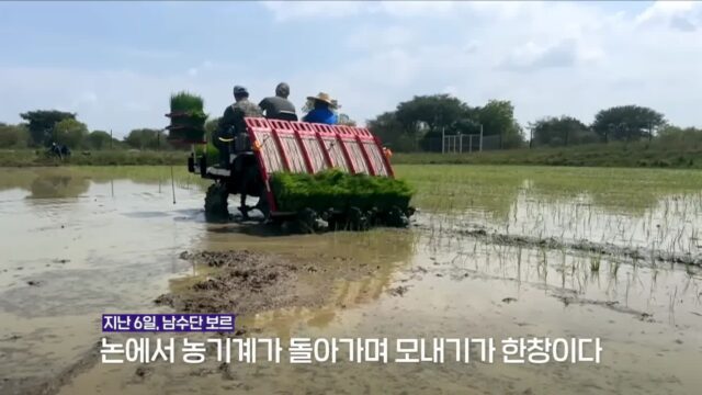 아프리카 남수단에서 벼농사 성공시킨 대한민국