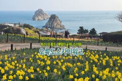 부산 오륙도 해맞이 공원 수선화 & 오륙도 스카이워크