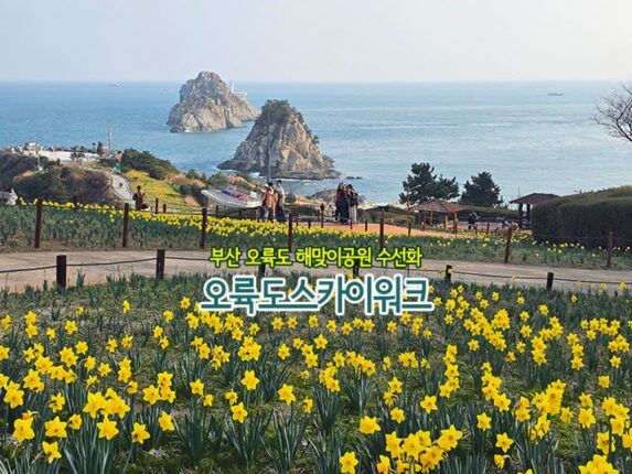 부산 오륙도 해맞이 공원 수선화 & 오륙도 스카이워크