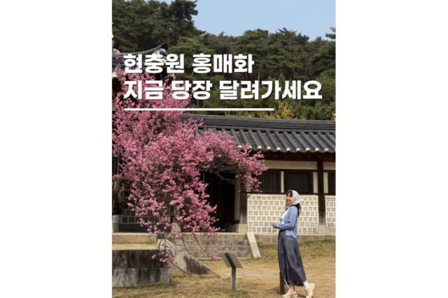 홍매화명소 봄나들이 아산현충사 벚꽃명소 실시간