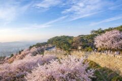 경기도 벚꽃 명소 총정리, 올해 봄은 이 4곳이면 실패 없습니다