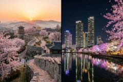 “서울 가려다 차 돌렸습니다” 1시간 거리 수원 벚꽃 명소의 반전