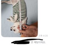 당근에 강아지 집 올려놨는데 문의가 너무 귀엽지않아??? +후기