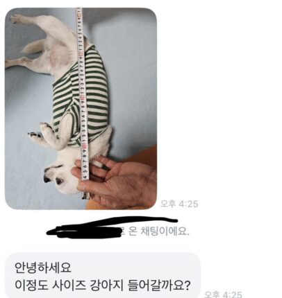 당근에 강아지 집 올려놨는데 문의가 너무 귀엽지않아??? +후기