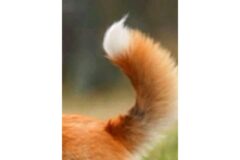 여우처럼 탐스러운 꼬리를 가진 강아지