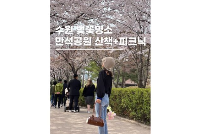 수원 벚꽃명소 개화시기 가볼만한곳 만석공원 산책 피크닉