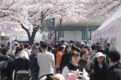 “올해는 30주년!” 더 화려해진 제천 청풍호 벚꽃축제 방문 전 필수 체크리스트