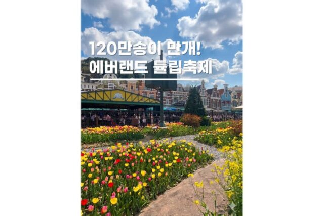 에버랜드 튤립축제 퍼레이드 워킹사파리까지 용인 아이와 갈만한곳