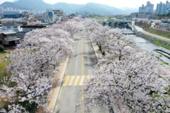 “3일 간 15만 명?” 2026 정읍 벚꽃 축제, 호남 최고의 5km 봄꽃 터널 산책로 위치·프로그램·일정 정리