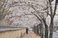 2026 경주 벚꽃 실시간으로 확인하는 방법 꿀팁 및 명소 알아보기