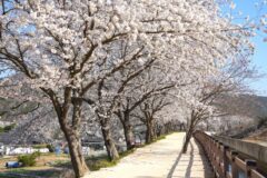 “신라 최초의 여왕의 이름을 딴 2km 겹벚꽃 산책 코스” 경주 가볼 만한 곳 봄꽃길 추천