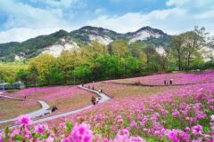 서울 봄꽃 명소 딱 5곳, 서울시도 반해버린 다양한 꽃 산책 코스 추천