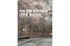 대전 대청호 벚꽃축제길 일정 드라이브 데이트코스 실시간