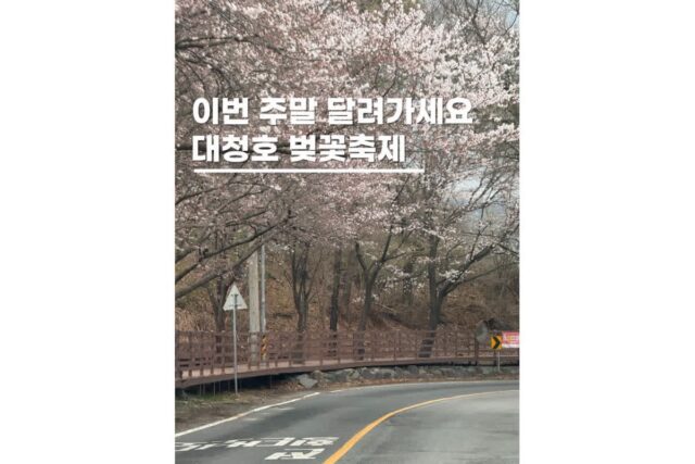 대전 대청호 벚꽃축제길 일정 드라이브 데이트코스 실시간