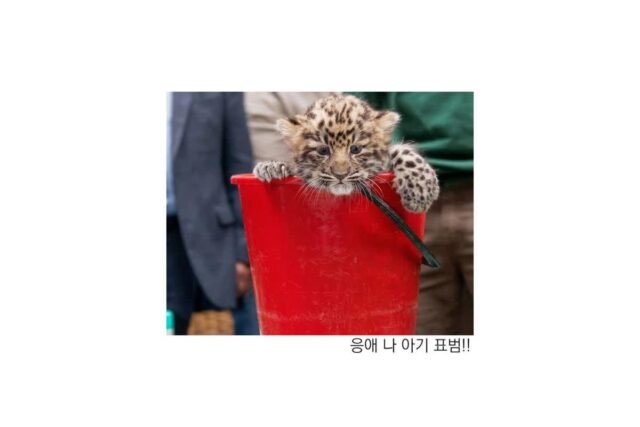 동물들 아기 였을 때