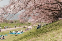 벚꽃 언제 지나요? 2026년 기상청 자료로 본 전국 벚꽃 엔딩