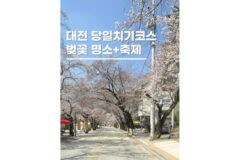 대전 벚꽃명소축제 드라이브코스 맛집 카페까지 당일치기