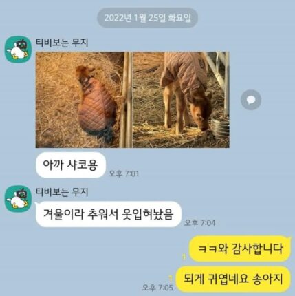 롤 하다가 송아지 태어나서 탈주한 사람 근황ㅋㅋㅋㅋㅋ