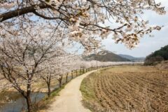 파주 벚꽃 명소, 아직 늦지 않았어요! 벚꽃 엔딩을 장식할 베스트 5