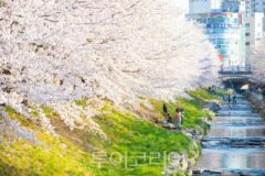 “울산 벚꽃 맛집 어디?”… 무거천 2km 꽃길에 발길 몰린다