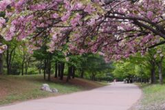 ‘서울의 자존심’ 꼭 가봐야 할 한강 벚꽃 명소 4선