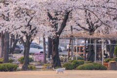 정독도서관 벚꽃 실시간 및 가는 방법 꿀팁, 하얀 건물 위로 쏟아지는 분홍빛 수양벚꽃