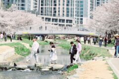 천안 벚꽃 명소는 어디가 있을까? 현지인도 반해버린 천안 여행지