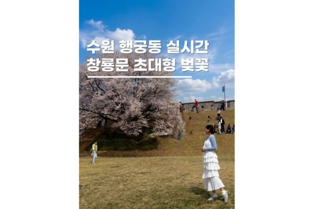 수원벚꽃명소 창룡문 연무대 화성성곽길 산책코스 경기도