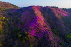 “분홍빛 바다가 산등성이를 덮다”… 해발 436m 능선 따라 펼쳐지는 국내 최북단 진달래 낙원