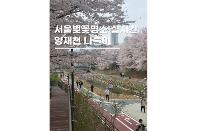 서울벚꽃명소 양재천 나들이 데이트 실시간 개화상황