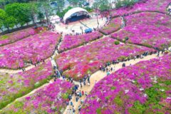 6천 평 규모 봄꽃 산책 명소, 15만 그루 철쭉 만개한 군포 철쭉동산 축제 위치