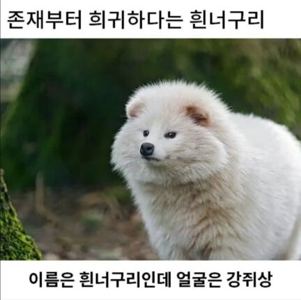 희귀한 존재 흰너구리 .jpg