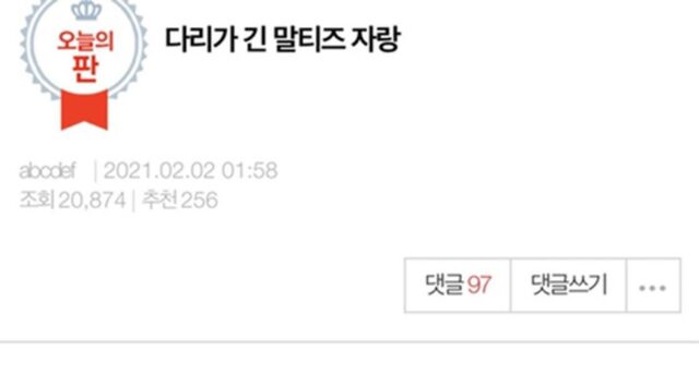 다리가 긴 말티즈 자랑