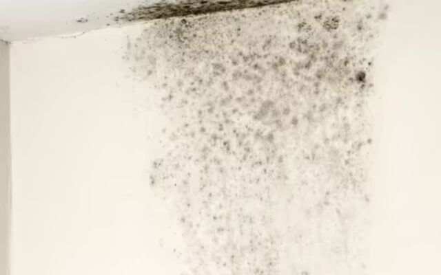 “집 안에서 빨래 널지 마세요” 이대로 널면 벽지에 곰팡이 다 퍼집니다!