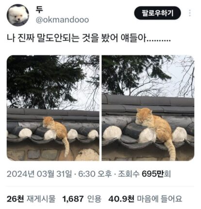 경주에서 자주 목격된다는 치즈 고양이