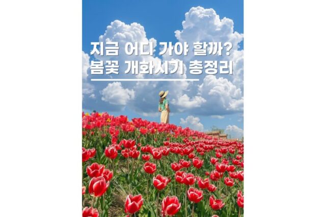 봄 국내여행지 추천 놓치면 절대 후회 11개 개화시기 총정리